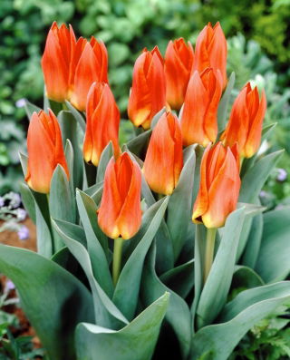 Tulipan Orange Glow - 5 szt.