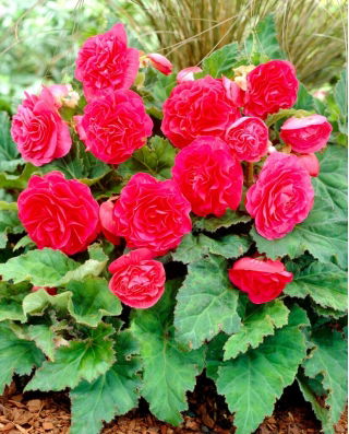 Begonia Non Stop - różowa - GIGA paczka! - 100 szt.