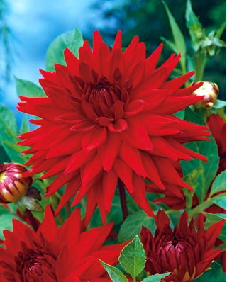 Dalia kaktusowa czerwona - Dahlia cactus Red