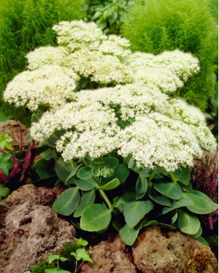 Rozchodnik Stardust - Sedum - sadzonka - duża paczka! - 10 szt.