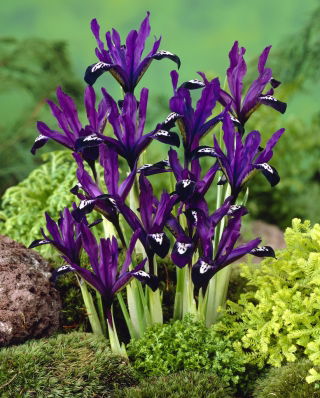 Irys Purple Gem - GIGA paczka! - 500 szt.