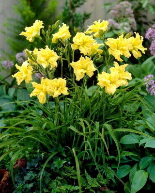 Liliowiec Double River Wye - GIGA paczka! - 50 szt.