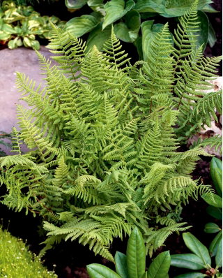 Paproć zielona - Ostrich Plume - duża paczka! - 10 szt.