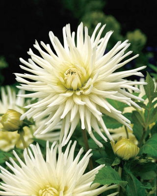 Dalia kaktusowa biała - Dahlia cactus White