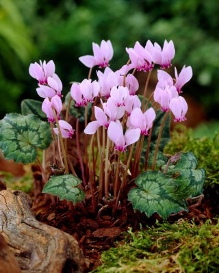 Cyklamen neapolitański - Cyclamen neapolitanum - duża paczka! - 10 szt.