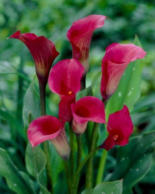 Calla ciemnoróżowa - cebulka XXL - GIGA paczka! - 50 szt.
