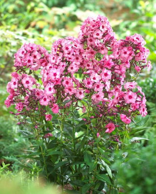 Floks (Phlox) - Płomyk wiechowaty - Ferris Wheel - GIGA paczka! - 50 szt.