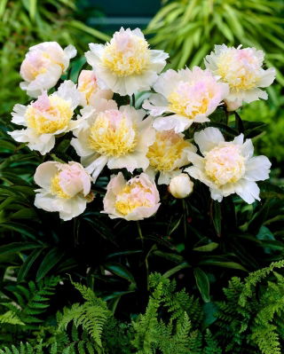 Piwonia, Paeonia - Top Brass - sadzonka - GIGA paczka! - 50 szt.