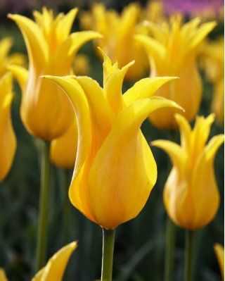 Tulipan Inimitable - 5 szt.