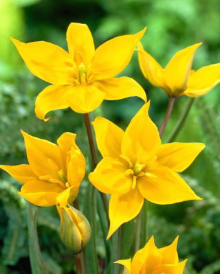 Tulipan Sylvestris - 5 szt.