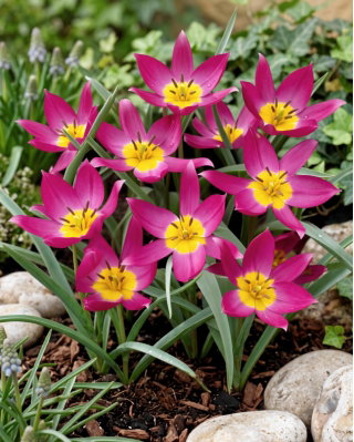 Tulipan botaniczny - Eastern Star - 5 szt.