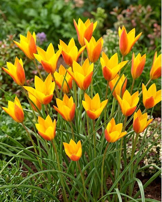 Tulipan Chrysantha Tubergen's Gem - duża paczka! - 50 szt.