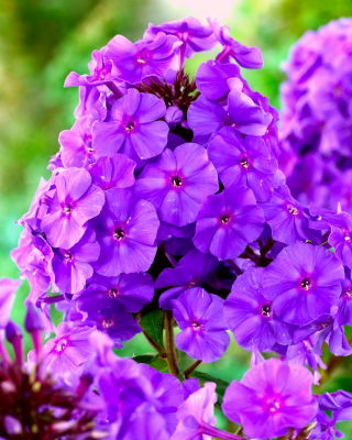 Floks (Phlox) - Płomyk wiechowaty - fioletowy - 1 szt.