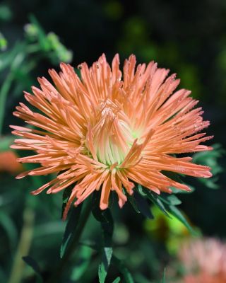 Aster igiełkowy Ewa