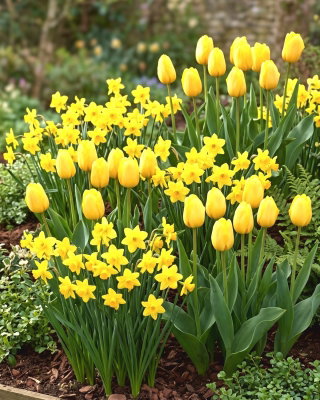 Żółta polana - zestaw tulipany + żonkile - 50 szt.