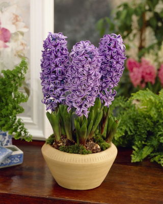 Hiacynt Purple Star - duża paczka! - 30 szt.