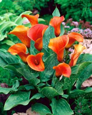 Calla pomarańczowa - Orange