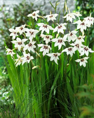 Acidanthera  Murielae - 20 szt.