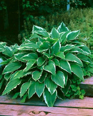 Funkia - Hosta Crispula