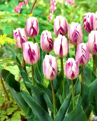 Tulipan Flaming Flag - opak. 5 szt.