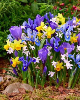 Spring mix - zestaw 5 wiosennych roślin - 90 szt.