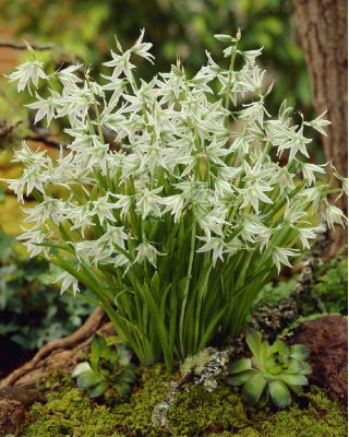 Śniedek zwisły - Ornithogalum nutans - duża paczka! - 100 szt.