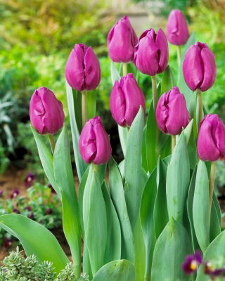 Tulipan Negrita - duża paczka! - 50 szt.