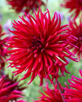Dalia - Apache Blauw - strzępiasta
