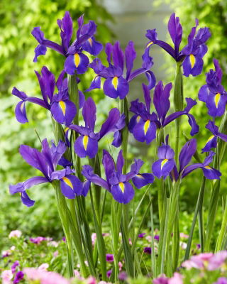 Irys holenderski - Discovery Purple - 10 szt.