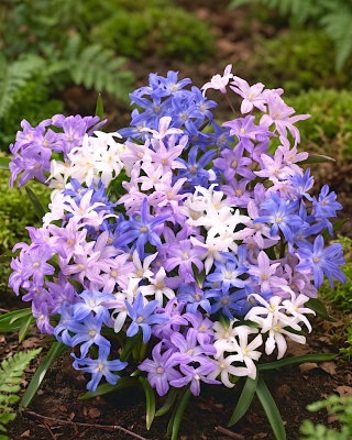 Śnieżnik lśniący mix - Chionodoxa luciliae mix - 10 szt.