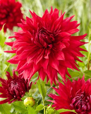 Dalia - Creve Coeur