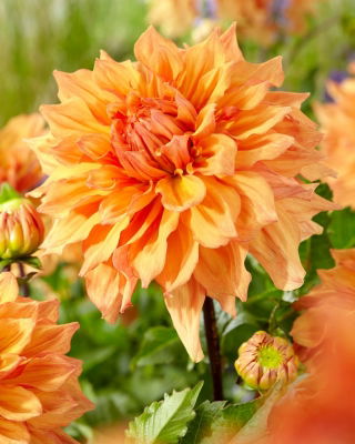 Dalia - Ben Huston