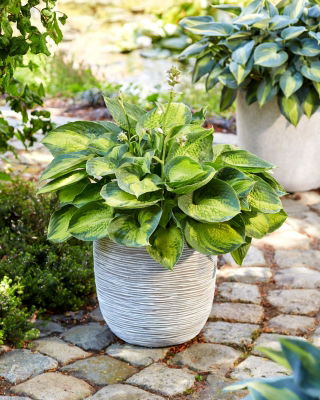 Funkia - Hosta Alligator Alley