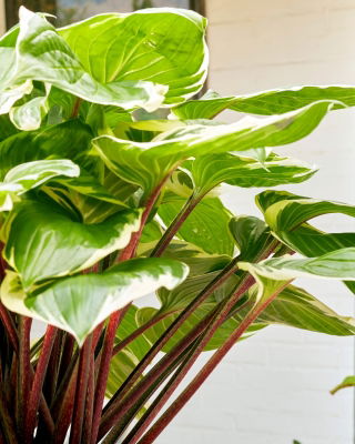 Funkia - Hosta Sorbet - czerwony ogonek liścia