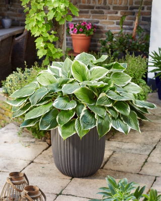 Funkia - Hosta Sorbet - czerwony ogonek liścia - duża paczka! - 10 szt.