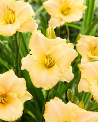 Liliowiec Serena Sunburst - duża paczka! - 10 szt.