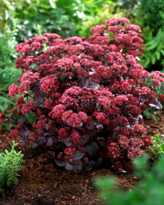 Rozchodnik Purple Emperor - Sedum - sadzonka - duża paczka! - 10 szt.