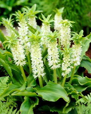 Lilia ananasowa - Eucomis autumnalis - GIGA paczka! - 100 szt.