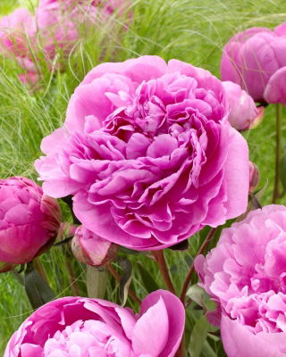 Piwonia, Paeonia - Alexander Fleming - sadzonka - duża paczka! - 10 szt.
