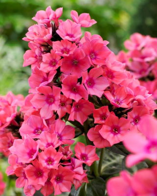Floks (Phlox) - Płomyk wiechowaty - Windsor - GIGA paczka! - 50 szt.