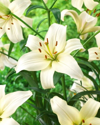 Lilia - Pearl White - GIGA paczka! - 50 szt.