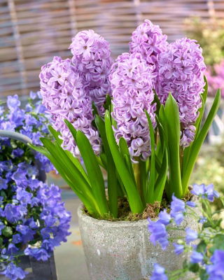 Hiacynt Splendid Cornelia - GIGA paczka! - 150 szt.