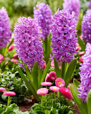 Hiacynt Purple Voice - GIGA paczka! - 150 szt.