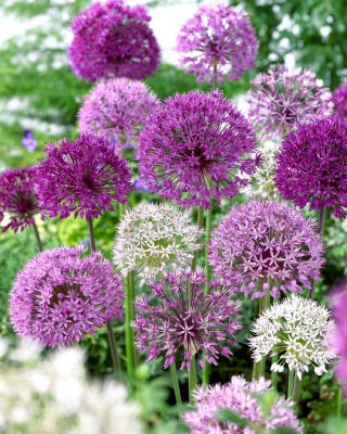 Czosnek ozdobny - Allium mix - 3 szt.