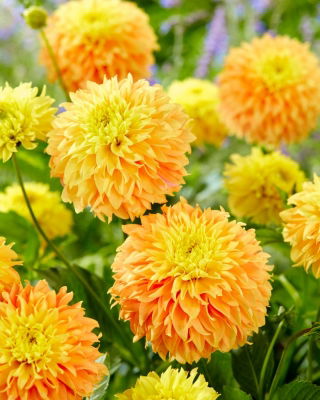 Dalia - Deep Impact - GIGA paczka! - 50 szt.