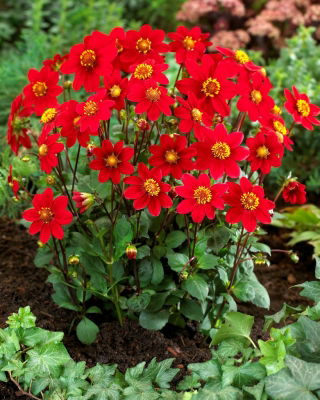 Dalia - Topmix Reddy - GIGA paczka! - 50 szt.