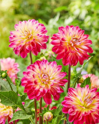 Dalia - Double Shine - GIGA paczka! - 50 szt.