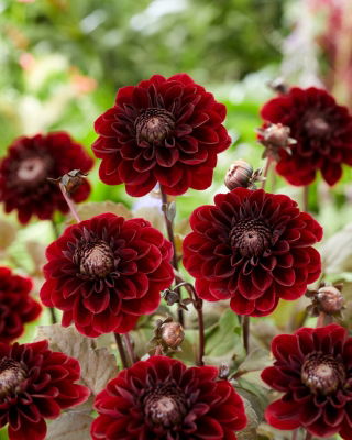 Dalia - Ziva