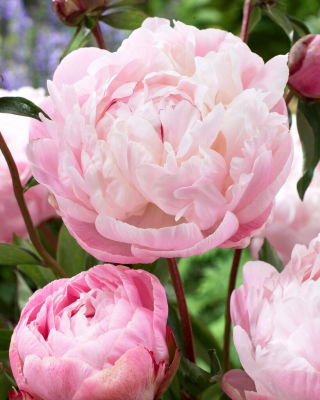 Piwonia, Paeonia - Lady Alexandra Duff - sadzonka - GIGA paczka! - 50 szt.