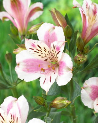 Alstremeria - Alstroemeria Majestic Fougere - GIGA paczka! - 50 szt.